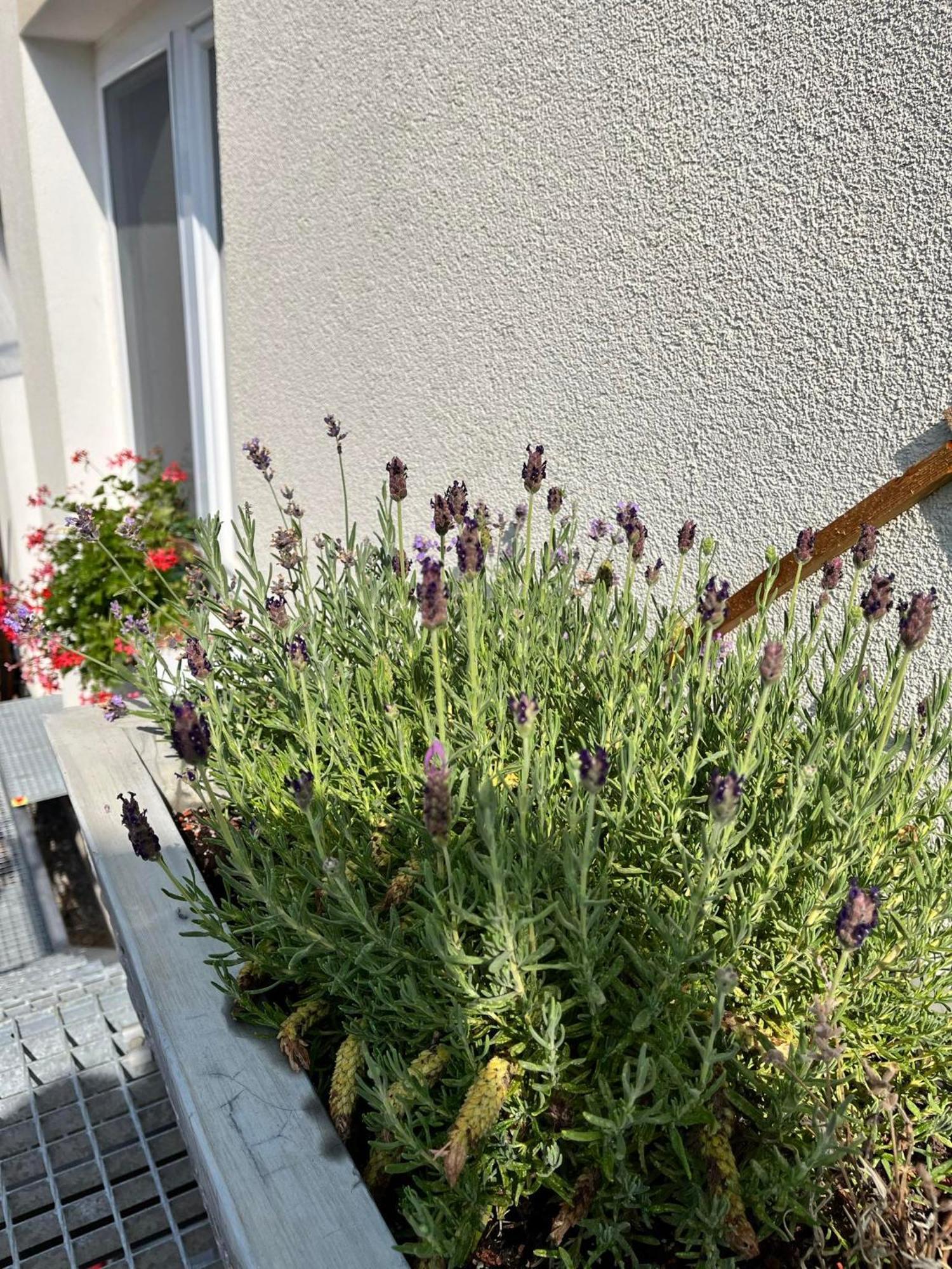 P&P Apartmany Bojnice Dış mekan fotoğraf